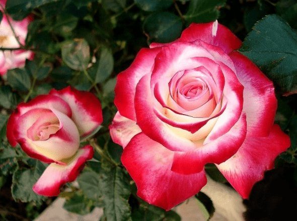 Exploring The Beauty Of Fire And Ice Rose