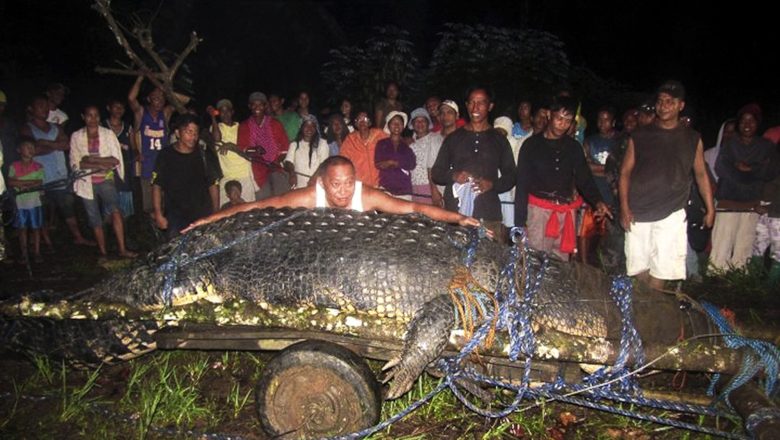 Majestic Lolong Crocodile: Facts And Insights