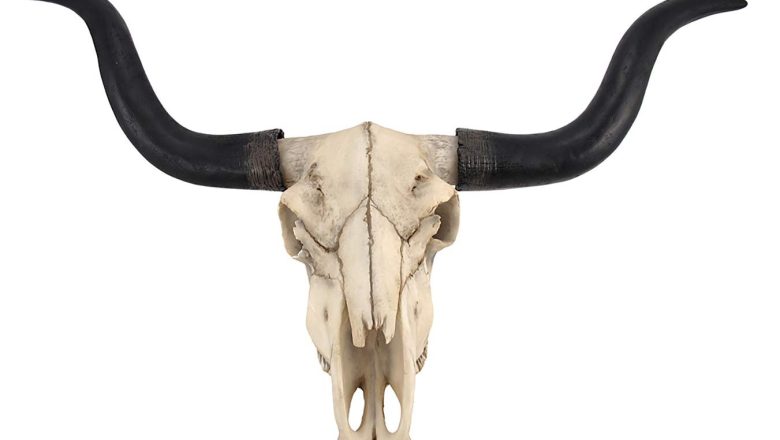 Exploring The Allure Of Longhorn Skulls: A Fascinating Dive