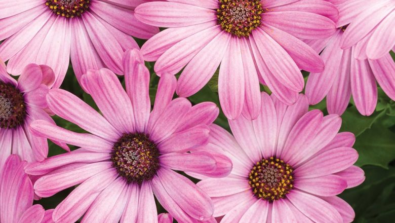 Captivating Beauty Of Pink Daisy: A Complete Guide