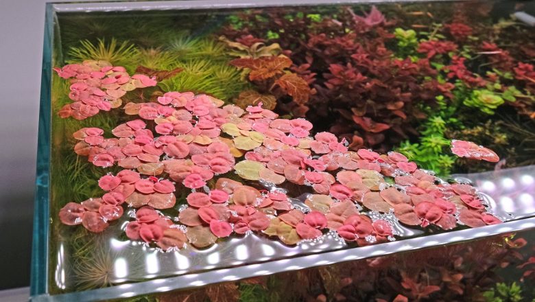 Essential Guide To Red Root Floater Care