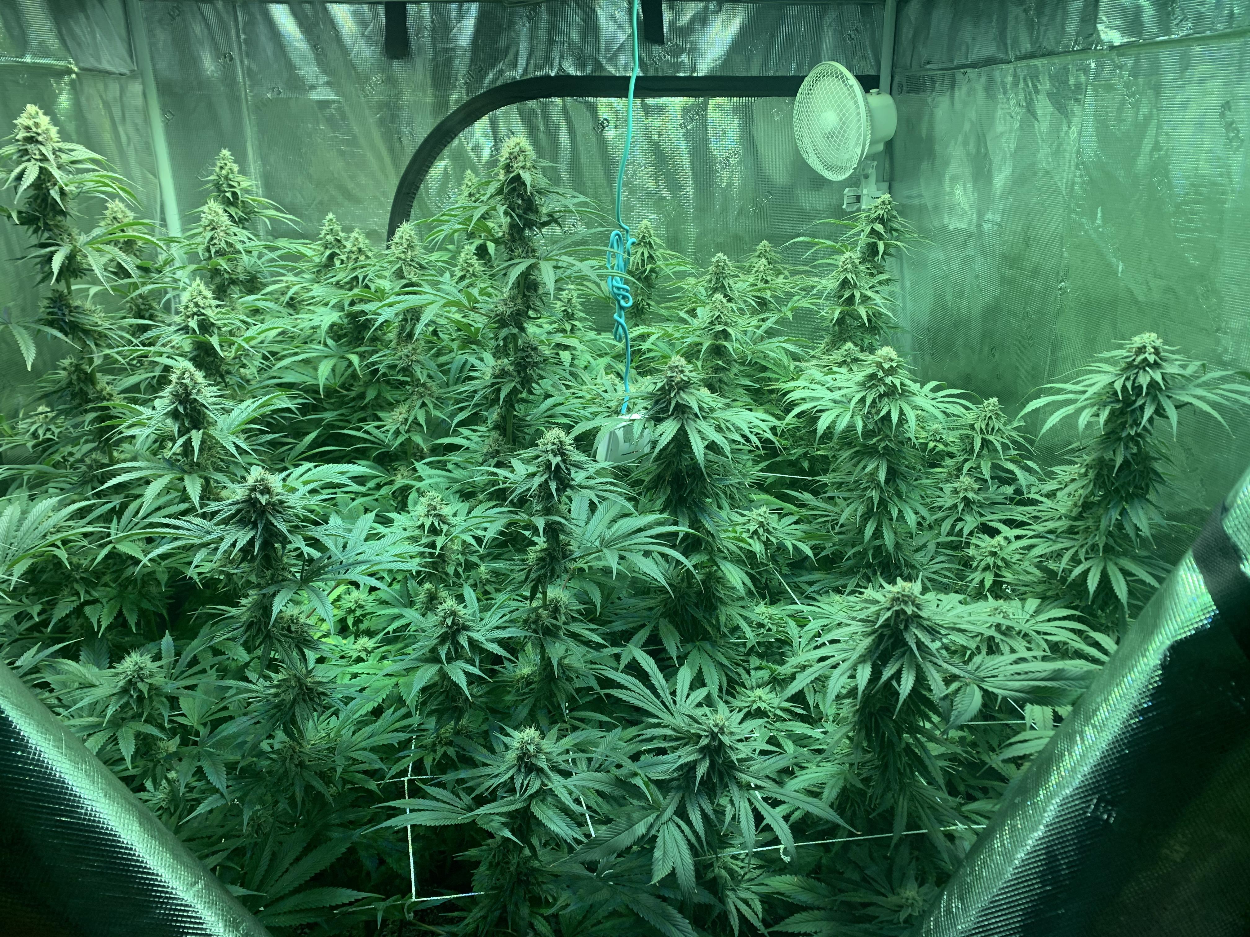 On the web Dispensary You to Ships to all States