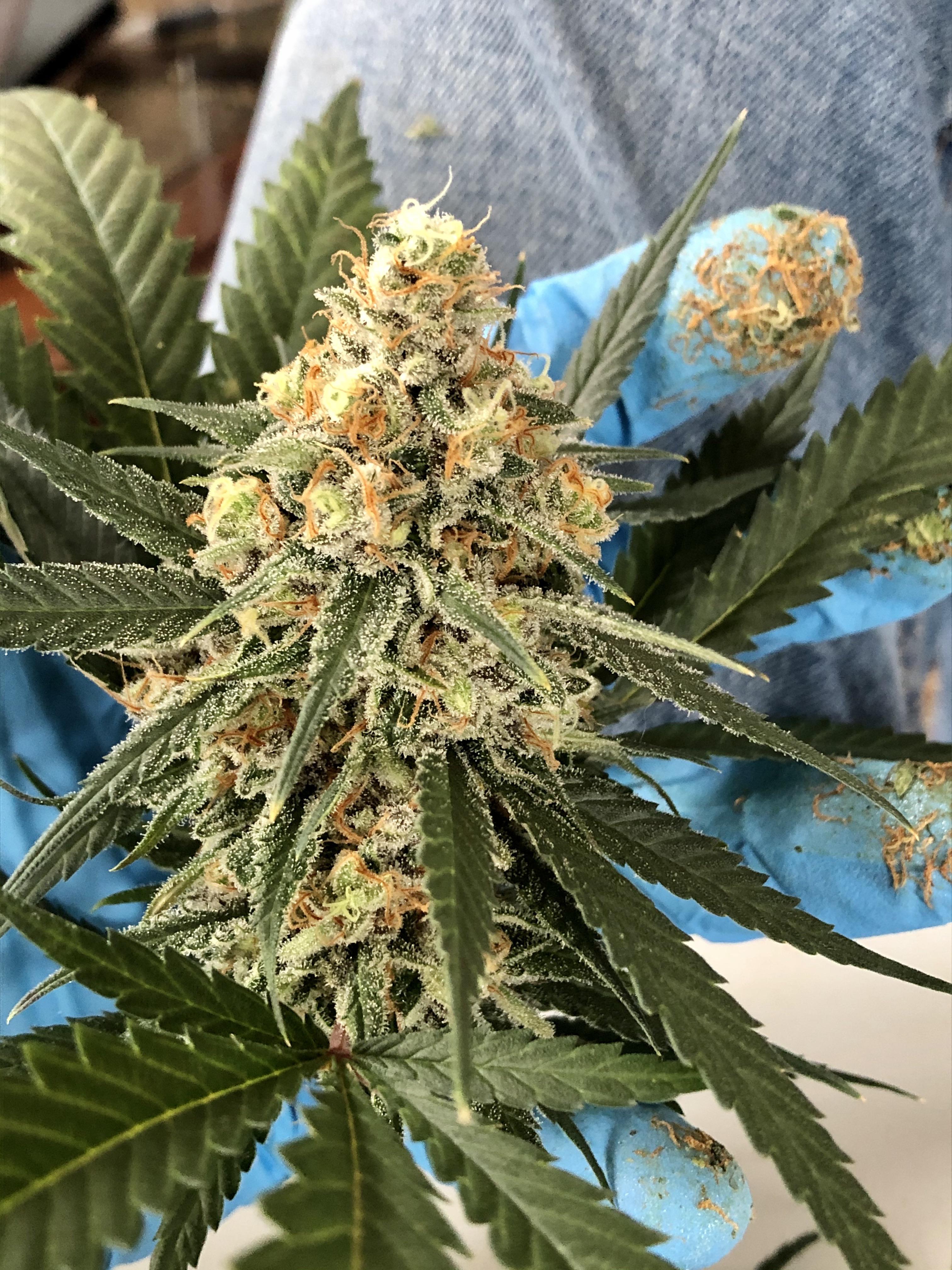 Online Dispensary you to definitely Boats to all Claims