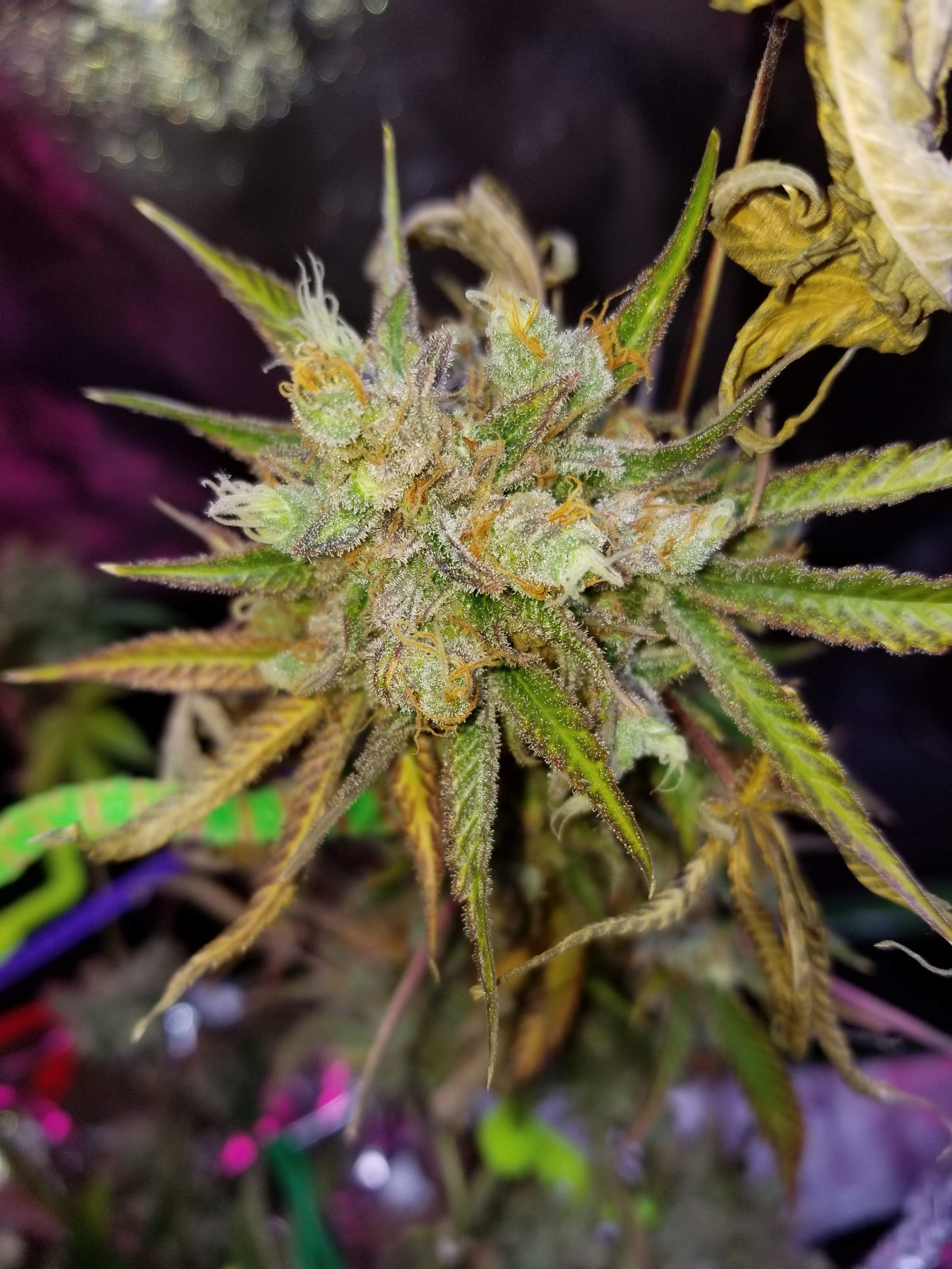 Pick Grass On line of Finest Marijuana Brands THC Items