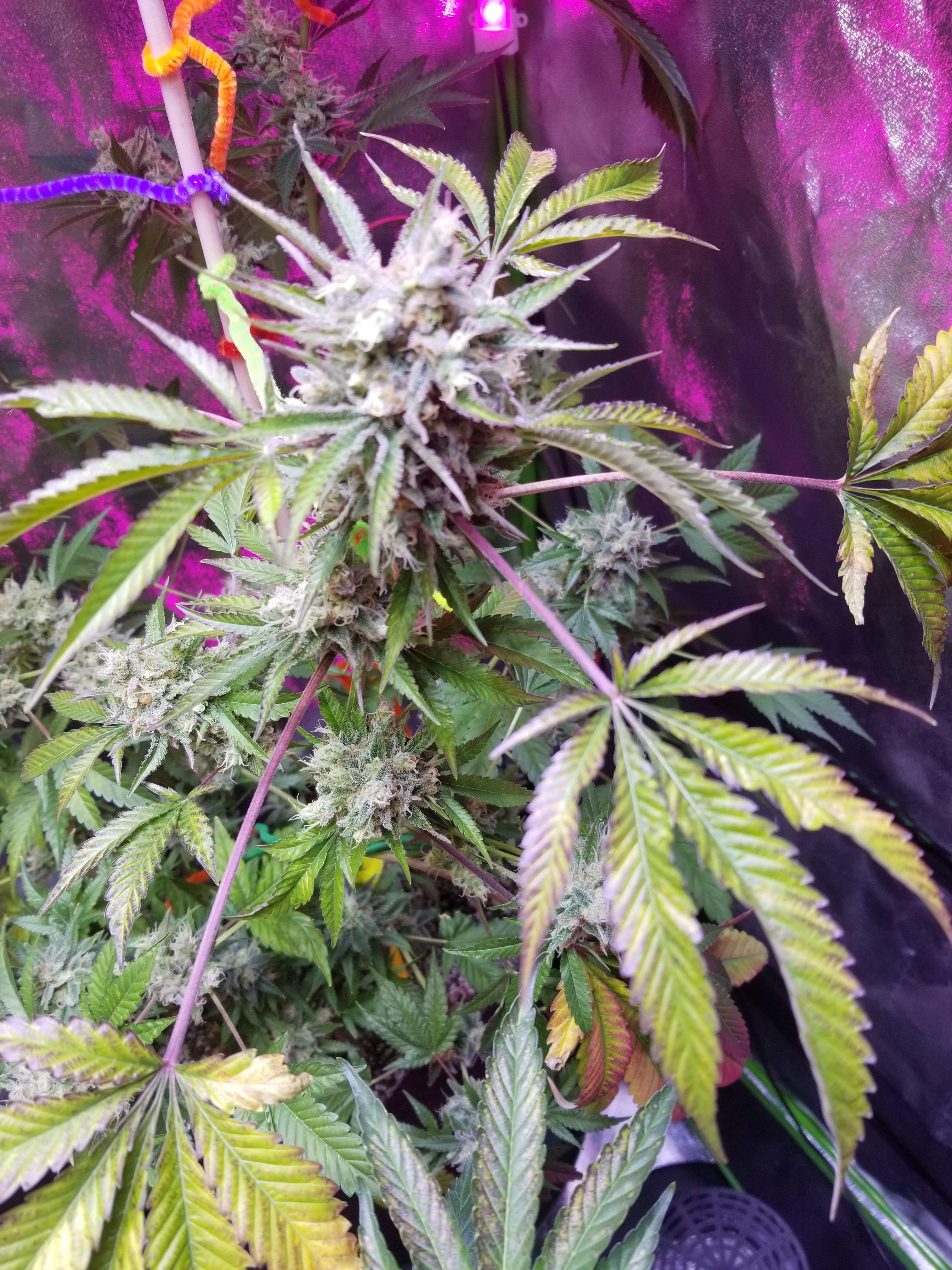 Same-date Weed Delivery Dispensaries Towards you