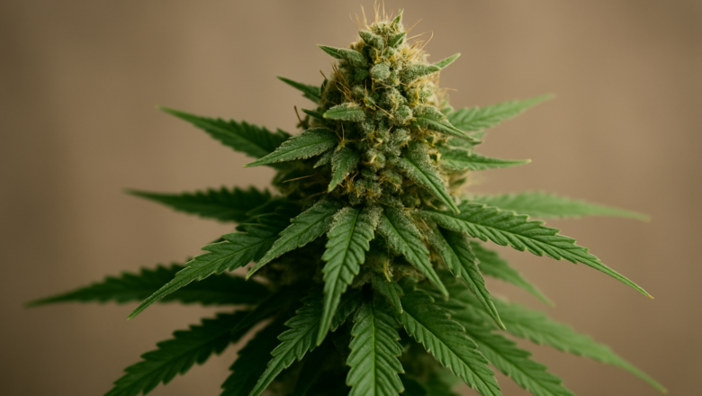 What Should Consumers Know About Safe and Legal Cannabis Access in British Columbia?